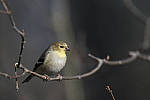 Click to see Y_JPG5063-500mm-f5.6.JPG