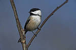 Click to see Y_JPG5126-1.4TC-700mm-f8.JPG