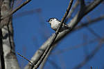 Click to see Y_JPG5154-1.4TC-700mm-f8.JPG
