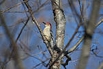 Click to see Y_JPG5156-1.4TC-700mm-f8.JPG