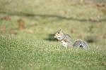 Click to see Y_JPG8537.JPG