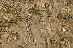 Click to see Y_JPG8577-600mm-f11.JPG