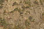 Click to see Y_JPG8587.JPG