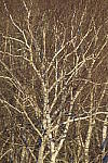 Click to see Y_JPG8589.JPG