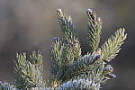 Click to see Y_JPG8593.JPG