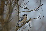 Click to see Y_JPG8781.JPG