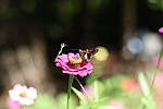 Click to see YD-DSC_1673.JPG