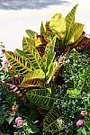 Click to see YDSC_0411.JPG