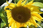 Click to see YJ-DSC_2049.JPG