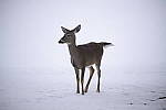 Click to see Y-D850-DSC0687.JPG
