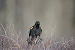 Click to see Y-D850-DSC0860.JPG