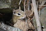 Click to see Y-D850-DSC1124.JPG