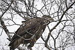 Click to see Y-D850-DSC1466.JPG