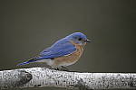 Click to see Y-D850-DSC1556.JPG