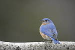 Click to see Y-D850-DSC1628.JPG