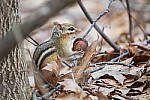 Click to see Y-D850-DSC1679-MOD.JPG