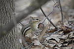 Click to see Y-D850-DSC1679.JPG