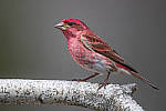 Click to see Y-D850-DSC1844-MOD.JPG