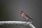 Click to see Y-D850-DSC1844.JPG