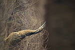 Click to see Y-D850-DSC1926.JPG