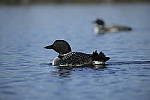 Click to see Y-D850-DSC2002.JPG