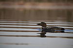 Click to see Y-D850-DSC2100.JPG