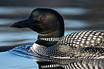 Click to see Y-D850-DSC2176-MOD.JPG
