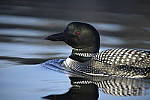 Click to see Y-D850-DSC2176.JPG