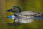 Click to see Y-D850-DSC2211-MOD.JPG