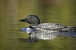 Click to see Y-D850-DSC2211.JPG