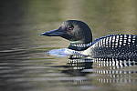 Click to see Y-D850-DSC2256.JPG