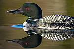 Click to see Y-D850-DSC2290-MOD.JPG
