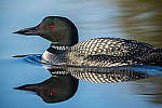 Click to see Y-D850-DSC2291-MOD.JPG