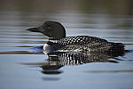 Click to see Y-D850-DSC2361.JPG