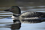 Click to see Y-D850-DSC2371.JPG