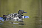 Click to see Y-D850-DSC2404.JPG