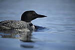 Click to see Y-D850-DSC2425.JPG