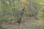 Click to see Y-JG-DSC0099-VS-GFX-BASE-ISO-F8.JPG