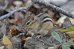 Click to see Y-JG-DSC0182.JPG