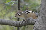 Click to see Y-JG-DSC0449.JPG