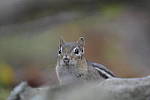 Click to see Y-JG-DSC0503.JPG