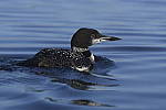 Click to see Y-JG-DSC0766.JPG