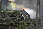 Click to see Y-JG-DSC0837.JPG