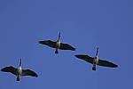 Click to see Y-JG-DSC0937.JPG