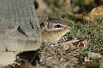 Click to see Y-JG-DSC0993.JPG