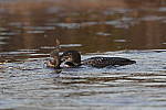 Click to see Y-JG-DSC1038.JPG