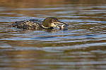 Click to see Y-JG-DSC1061.JPG