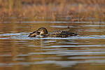 Click to see Y-JG-DSC1074.JPG