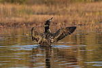 Click to see Y-JG-DSC1079.JPG