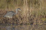 Click to see Y-JG-DSC1195.JPG